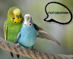 Миссия выполнима: как быстро разговорить волнистого попугая