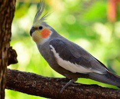 Пернатые беседы, или Как научить кореллу разговаривать