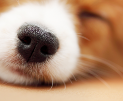 Всё унюхают: породы собак с самым тонким обонянием