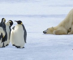 Почему белые медведи не живут в Антарктиде, а пингвины — в Арктике