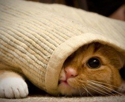 Что делают коты, когда нас нет дома: топ-10 популярных занятий