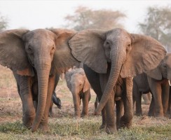 Где живут слоны