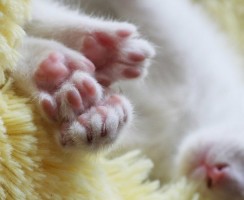 Зачем кошкам подушечки на лапах: основные теории
