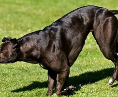 Большая Венди — самая мускулистая собака в мире