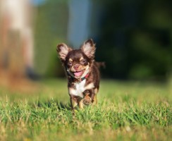 6 интересных фактов о чихуахуа