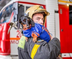 4 знаменитые таксы, которые помогают людям