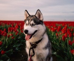 Неразговорчивые красавцы: умеют ли хаски лаять и как они это делают