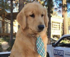 В какой стране собака была президентом и правда ли это