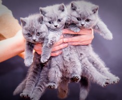 Тест: сколько кошек вам нужно для счастья?