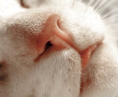 Зачем кошке мокрый нос?