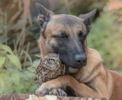 Невероятная дружба овчарки Инго и совы Польди