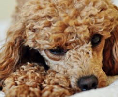 Шнуровой пудель: причуды генетики или владельцев?