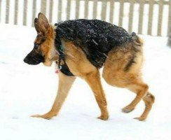 К чему приводят дефекты породы: история милой овчарки Квазимодо