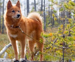 Лисособ: возможен ли метис собаки и лисицы