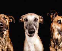 Собака-телохранитель — какую породу лучше выбрать