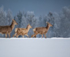 Рогатые взломщики, или как олени «баловались» в чужом доме