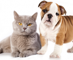 Котопёс: миф или реальность?