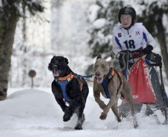 Норвежский спортивный метис: новая порода ездовых собак