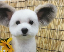 Собачка Гома с ушами, как у Чебурашки