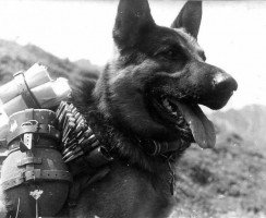 Российские собаки-герои: 4 самых знаменитых пса
