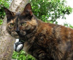 Учёные показали, чем занимаются домашние кошки в течение дня