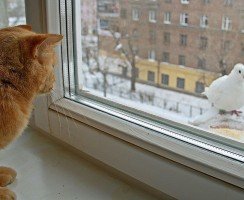 Неравная схватка кота и голубя позабавила пользователей сети