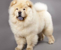 Язык чау-чау: почему он синий?