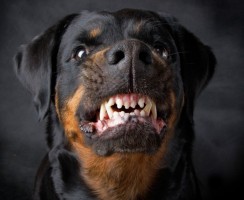 Список потенциально опасных пород собак по данным МВД России в 2019 году