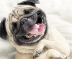 Упс, мопс: самые смешные фото и видео