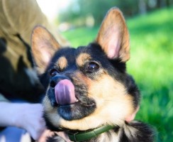 В Кирове собака взяла на воспитание котёнка