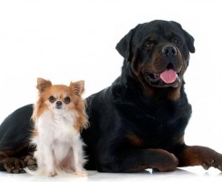 Сколько лет живут собаки в домашних условиях