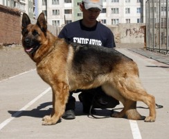 Собачья работа: служебные породы собак