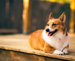 Топ-10 идеальных пород собак