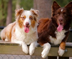 8 пород собак, которые легко переносят жару