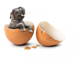 Слоновые куры Га Донг Тао