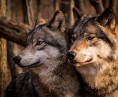 Дикие предки домашних собак: обзор пород, похожих на волков