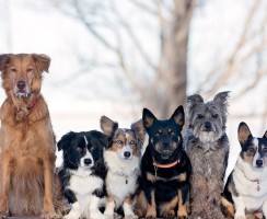 Как правильно выбрать собаку