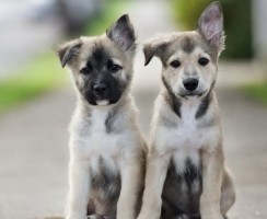 Сколько живут дворняги