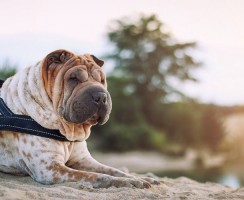 Собаки со складками: обзор морщинистых пород