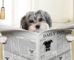 Лучшие собаки для содержания в квартире: как выбрать питомца