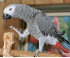 Говорящий попугай сначала укусил хозяйку, а потом раскаялся в содеянном