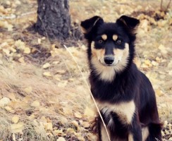 Дворняга — не приговор!