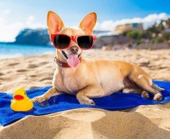 Средние собаки – отнюдь не посредственности