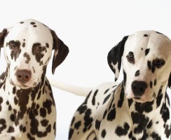 12 самых дешёвых пород собак