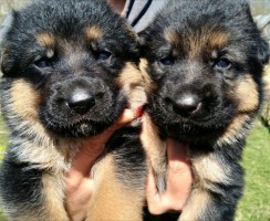 Выбираем кличку для овчарки