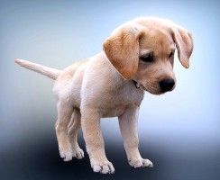 Щенок подражает петуху: забавное видео