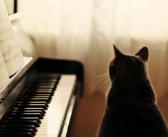 Кошка Нора играет на пианино: видео