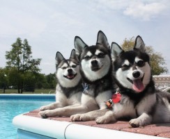 8 собак, которые напоминают хаски