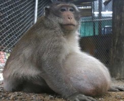 Самая толстая макака в мире сбежала из лагеря для худеющих животных
