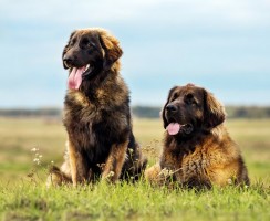 13 немецких пород собак: сдержанность и достоинство